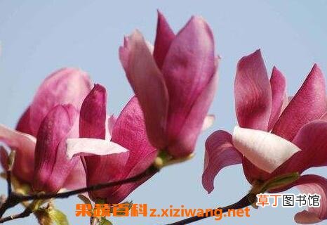 玉兰花的功效与作用 玉兰花的药用价值