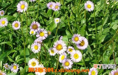 灯盏花的功效 灯盏花的药用价值