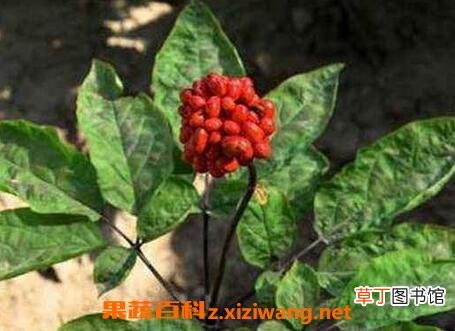 人参花的功效和药用价值 人参花能抗癌