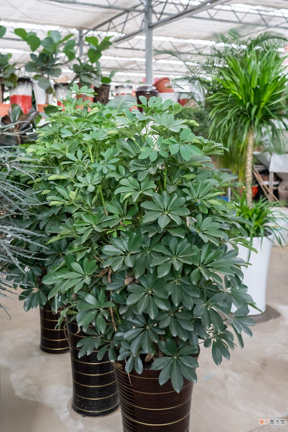 鸭掌木怎么养长的好
