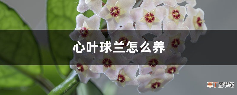 心叶球兰怎么养