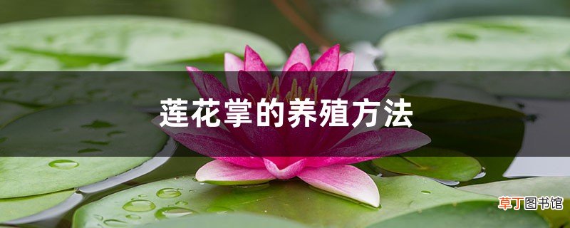 莲花掌的养殖方法