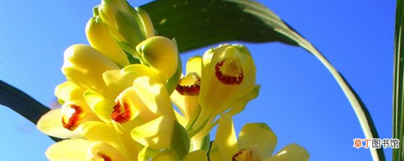黄花鹤顶兰的养殖方法