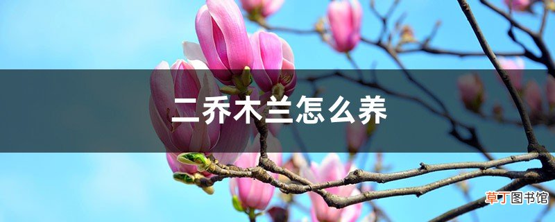 二乔木兰怎么养