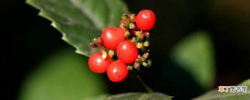 草珊瑚的养殖方法