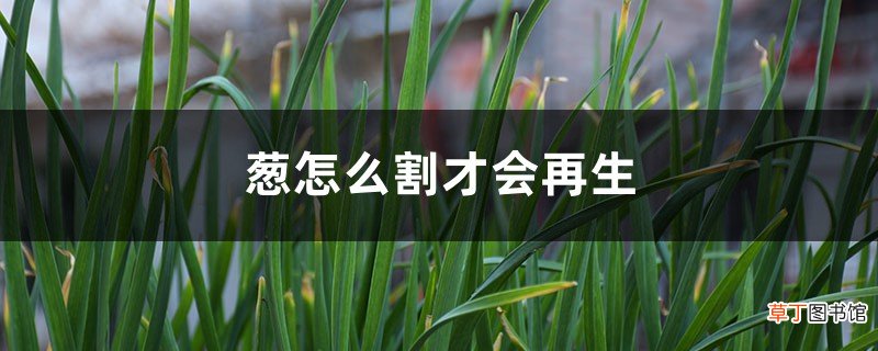 葱怎么割才会再生