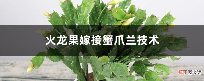 火龙果嫁接蟹爪兰技术