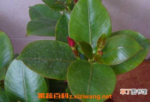 月季花叶的功效与作用 月季花叶的食用方法