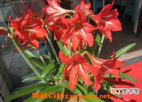 朱顶红的养殖方法 养殖朱顶红的注意事项有哪些