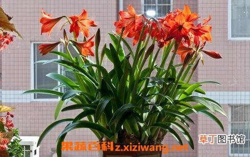 朱顶红的冬眠养殖方法
