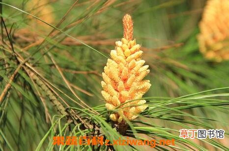 松树开花吗 为什么看不见松树开花