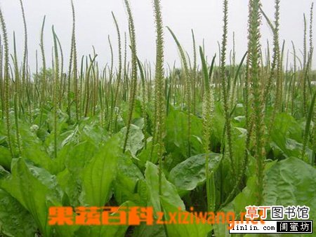 车前子的药效作用