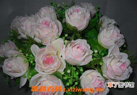 珍珠玫瑰花如何养 珍珠玫瑰花的养殖方法