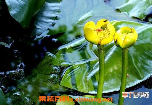 萍蓬草图片 萍蓬草的功效和药用价值