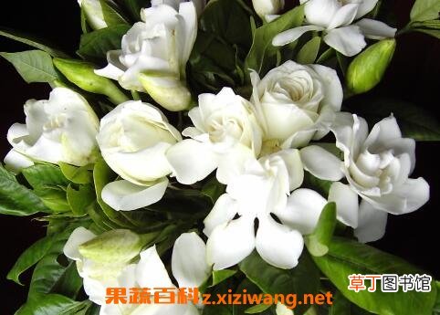 栀子花如何养 栀子花的养殖方法和注意事项