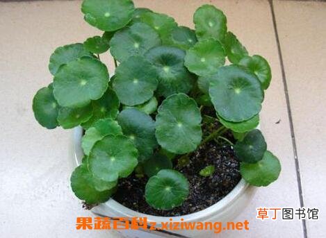 铜钱草的功效与作用有哪些