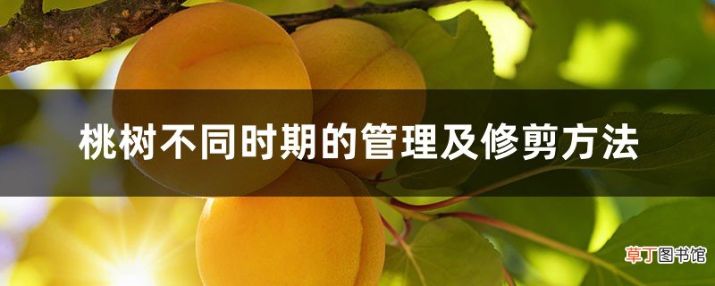 桃树不同时期的管理及修剪方法