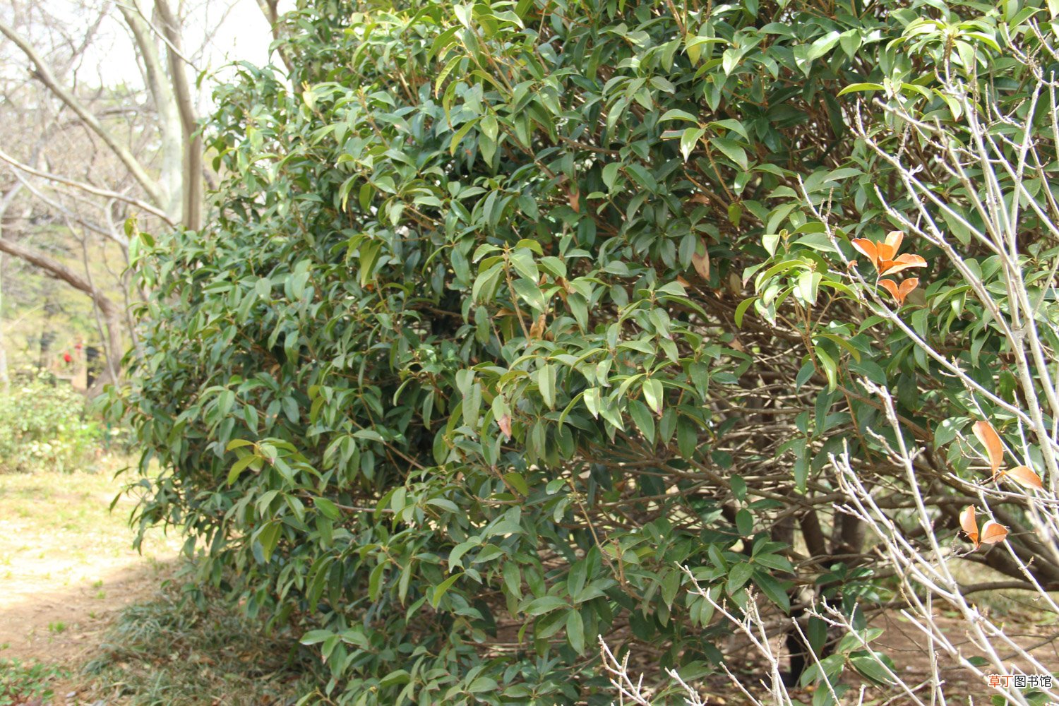 桂花的修剪时间和方法