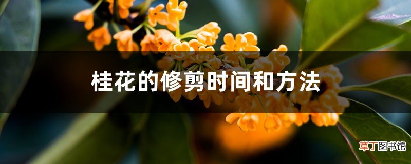 桂花的修剪时间和方法