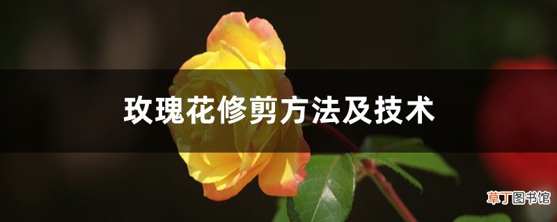 玫瑰花修剪方法及技术