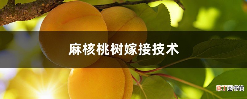 麻核桃树嫁接技术