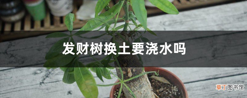 发财树换土要浇水吗