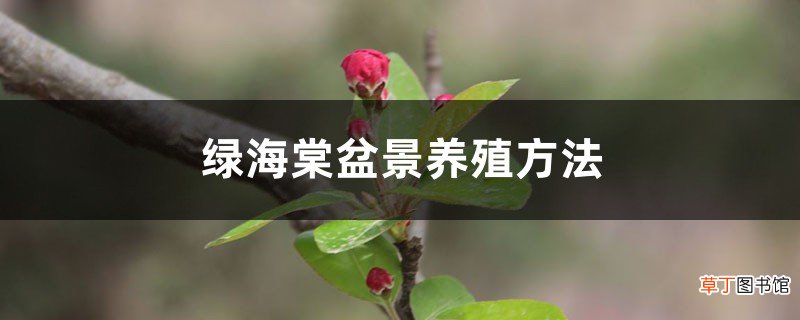 绿海棠盆景养殖方法