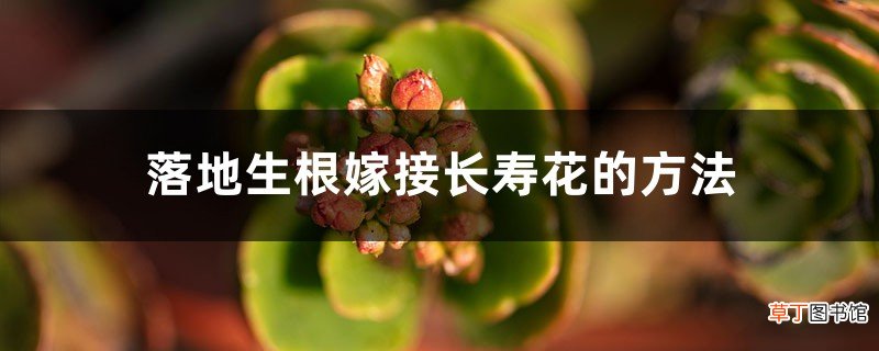 落地生根嫁接长寿花的方法