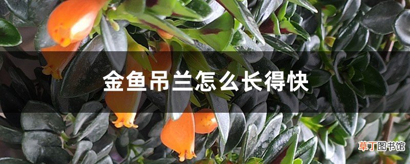 金鱼吊兰怎么长得快