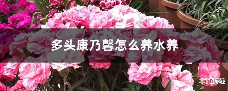 多头康乃馨怎么养水养