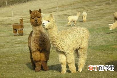 羊驼表情是骂人的吗 羊驼为什么叫草泥