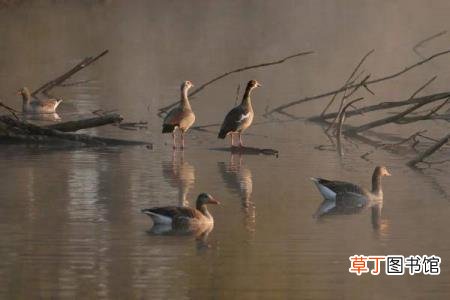 精卫填海的地方在哪里 为什么要填海