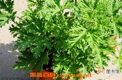 驱蚊草的养殖方法和注意事项