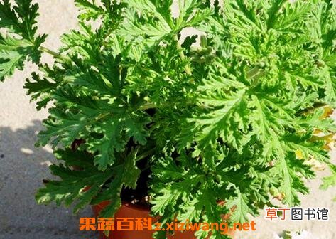 驱蚊草怎么养 驱蚊草的养殖方法和注意事项