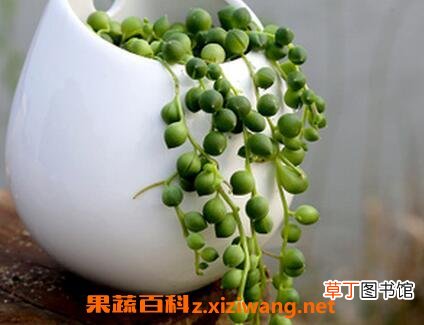 翡翠如何养殖 植物翡翠的养殖方法