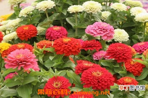 重瓣百日草如何育种 重瓣百日草育种方法