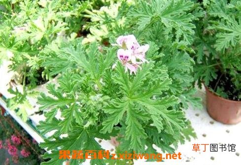 驱蚊香草的作用和副作用