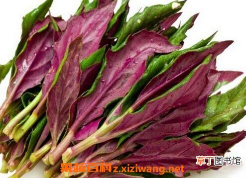 紫背天葵的功效与作用 紫背天葵的食用方法