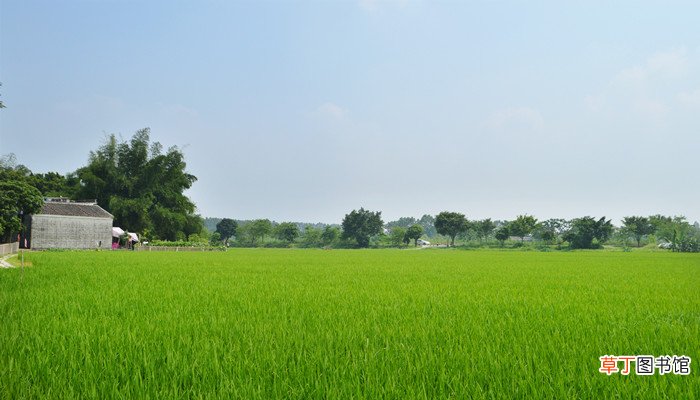 梦见绿油油的一片景象