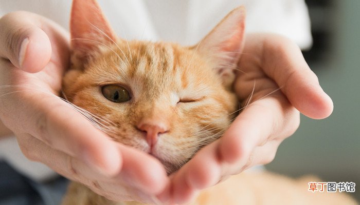 梦到猫生小猫是什么意思
