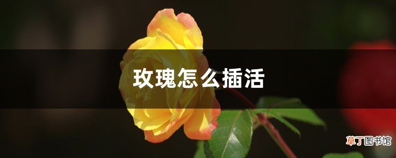 玫瑰怎么插活
