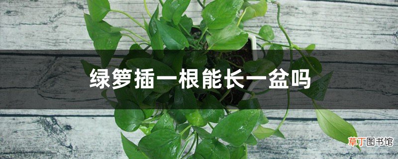 绿萝插一根能长一盆吗