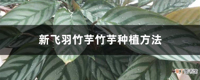 新飞羽竹芋竹芋种植方法
