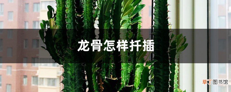 龙骨怎样扦插