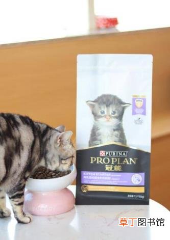 猫脑子里天天在想什么 猫为什么不能喝牛奶