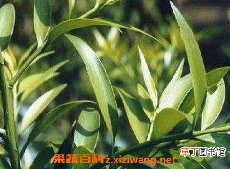 竹柏如何养殖 竹柏盆栽的养殖方法