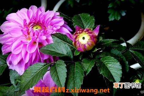 紫菊花叶的功效与作用 紫菊花叶的使用禁忌