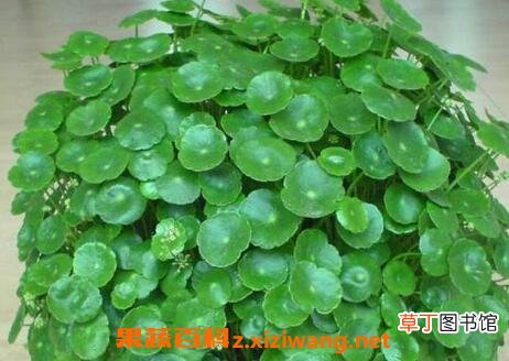 铜钱草和金钱草的区别
