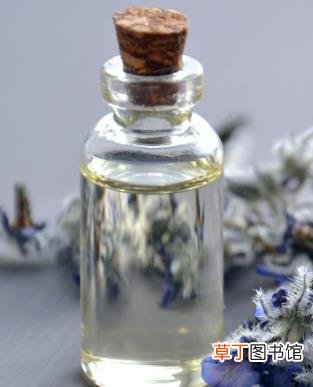 山茶花精油的功效与作用
