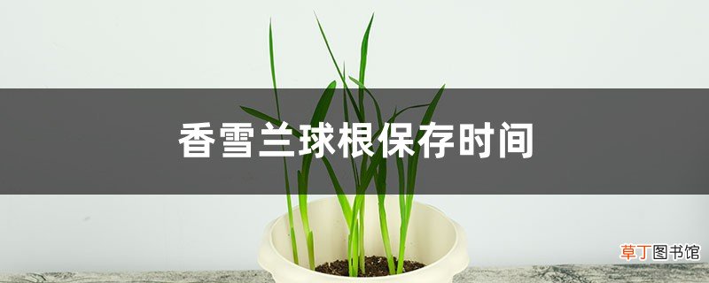 香雪兰球根保存时间